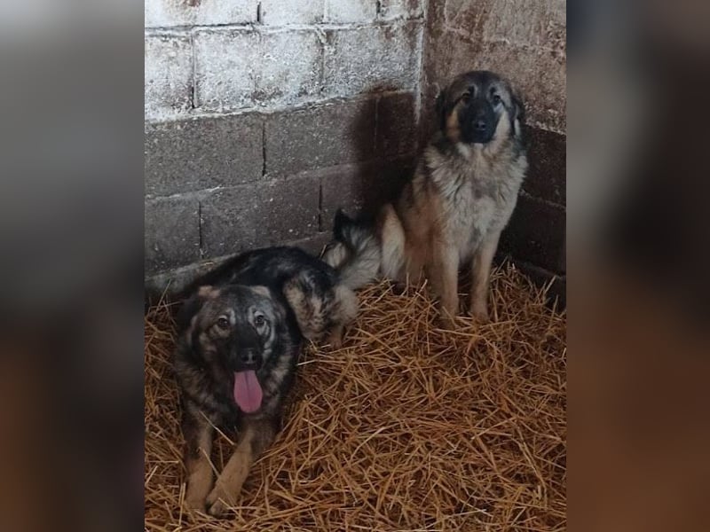Zauberhafter Zorro: ein toller Rüde ❤️