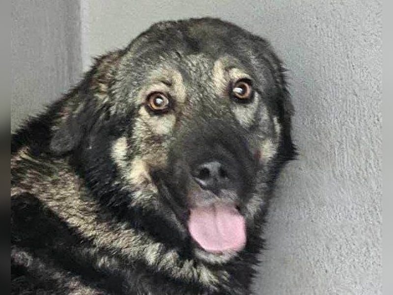Zauberhafter Zorro: ein toller Rüde ❤️