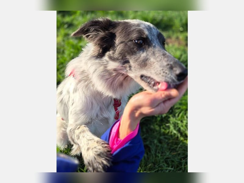 Blue(M) Agiler junger Hund, der Spaß am Leben hat