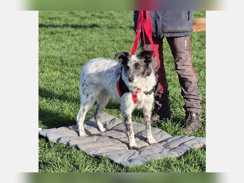 Blue(M) Agiler junger Hund, der Spaß am Leben hat