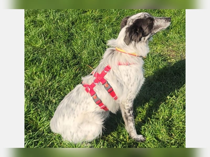 Blue(M) Agiler junger Hund, der Spaß am Leben hat