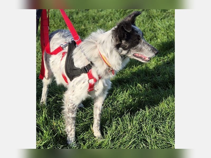 Blue(M) Agiler junger Hund, der Spaß am Leben hat