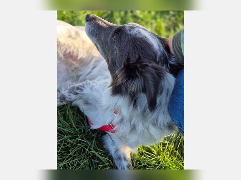 Blue(M) Agiler junger Hund, der Spaß am Leben hat