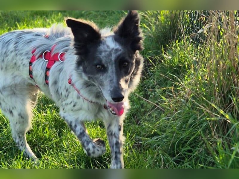 Blue(M) Agiler junger Hund, der Spaß am Leben hat