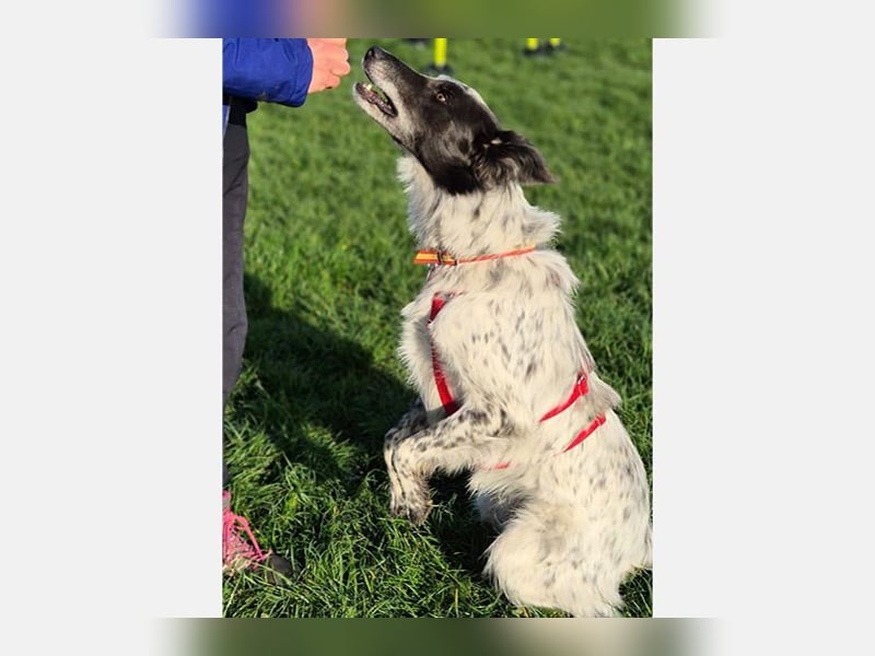 Blue(M) Agiler junger Hund, der Spaß am Leben hat