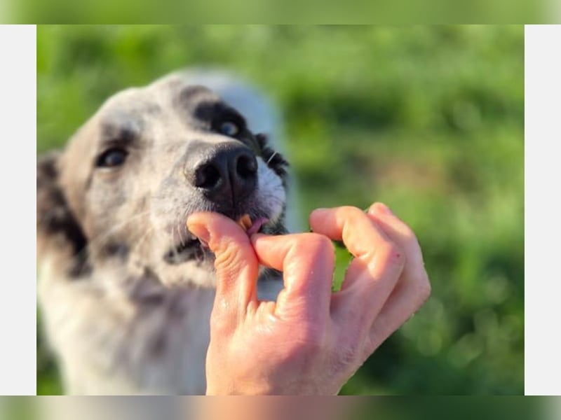 Blue(M) Agiler junger Hund, der Spaß am Leben hat