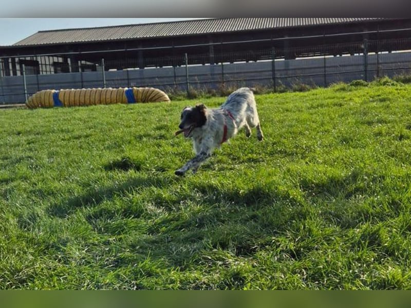 Blue(M) Agiler junger Hund, der Spaß am Leben hat