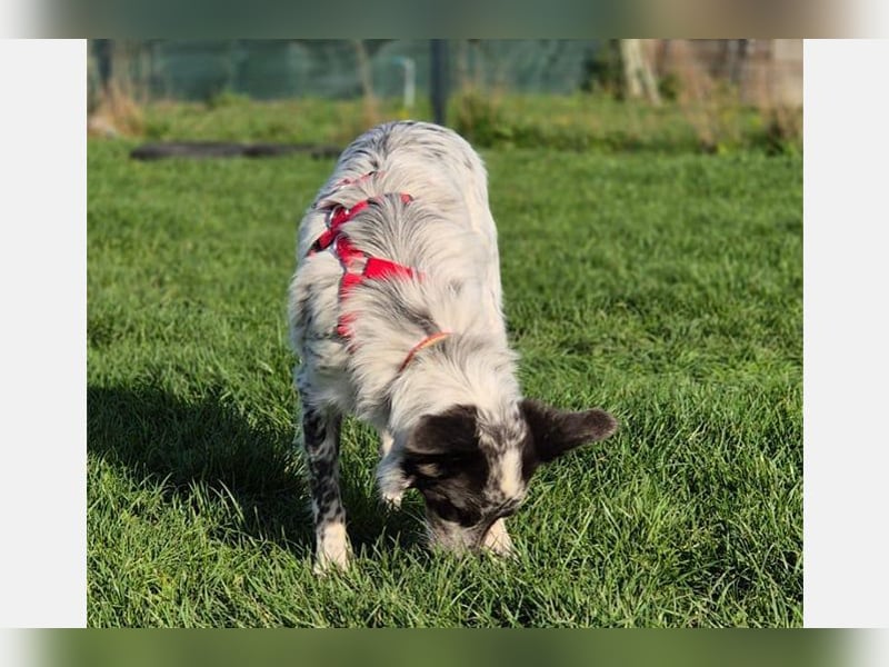 Blue(M) Agiler junger Hund, der Spaß am Leben hat