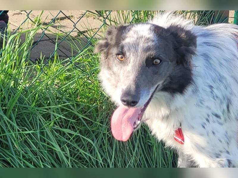 Blue(M) Agiler junger Hund, der Spaß am Leben hat