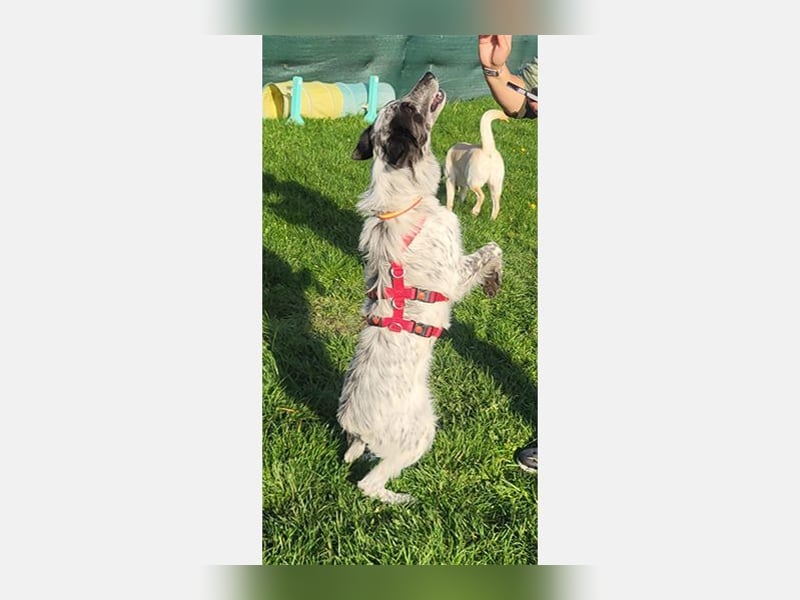 Blue(M) Agiler junger Hund, der Spaß am Leben hat