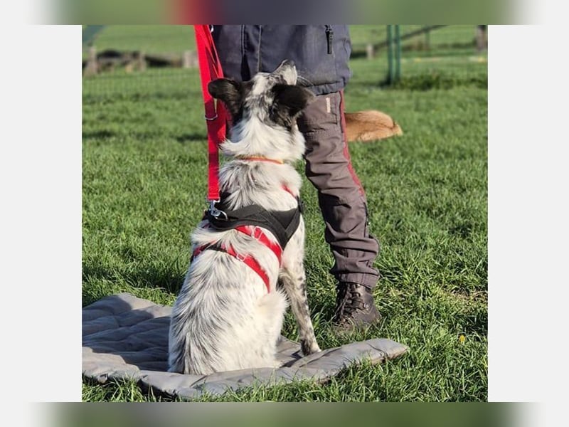 Blue(M) Agiler junger Hund, der Spaß am Leben hat