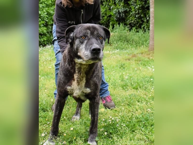 Biggie - Schoßhund im XXXL-Format?