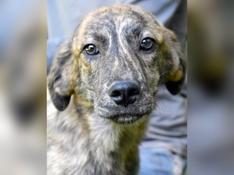 Ulick - Hunde bevorzugt!