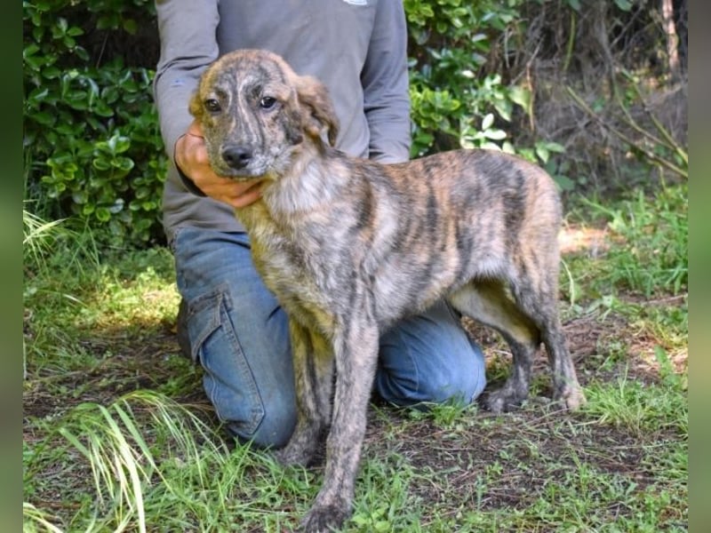 Ulick - Hunde bevorzugt!