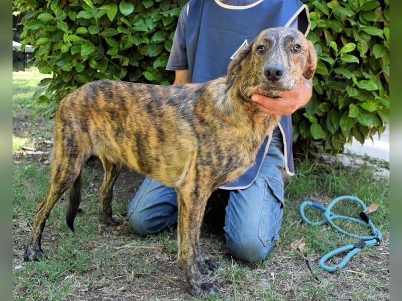 Ulick - Hunde bevorzugt!