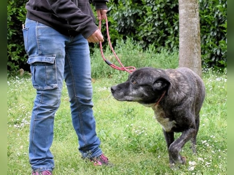 Biggie - Schoßhund im XXXL-Format?