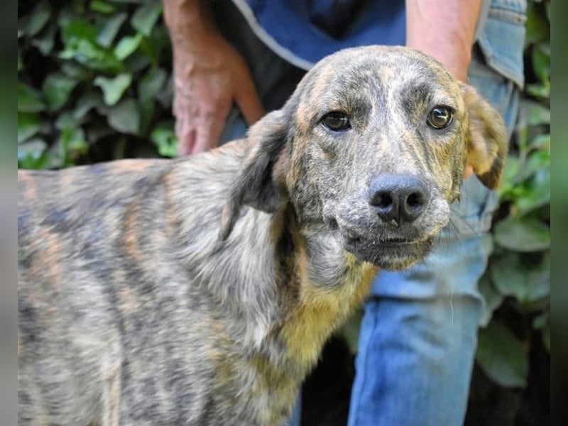 Ulick - Hunde bevorzugt!
