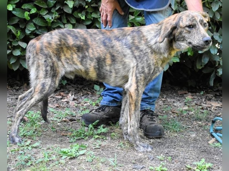 Ulick - Hunde bevorzugt!