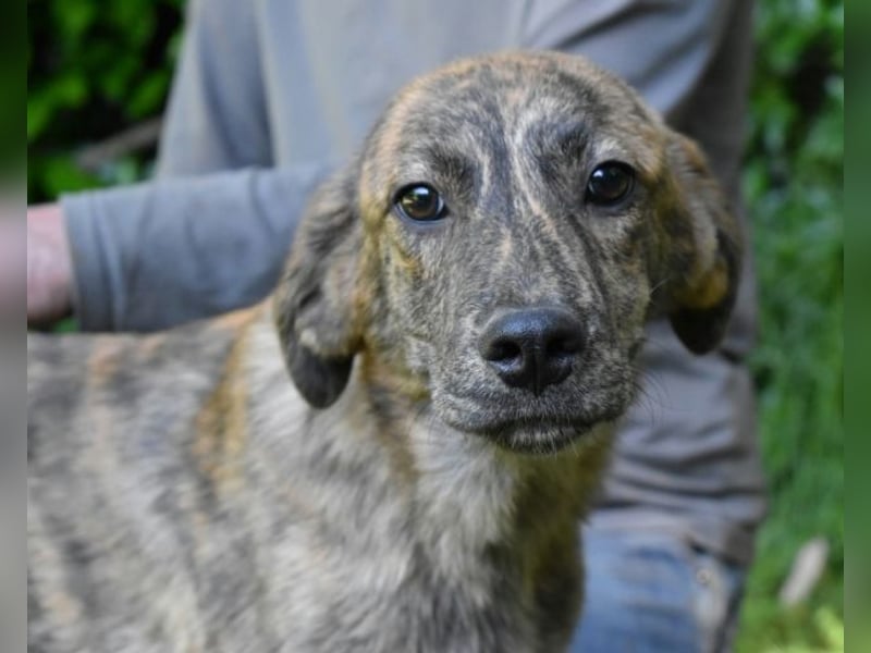 Ulick - Hunde bevorzugt!
