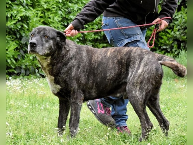 Biggie - Schoßhund im XXXL-Format?