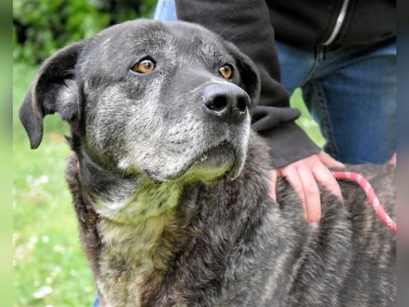 Biggie - Schoßhund im XXXL-Format?