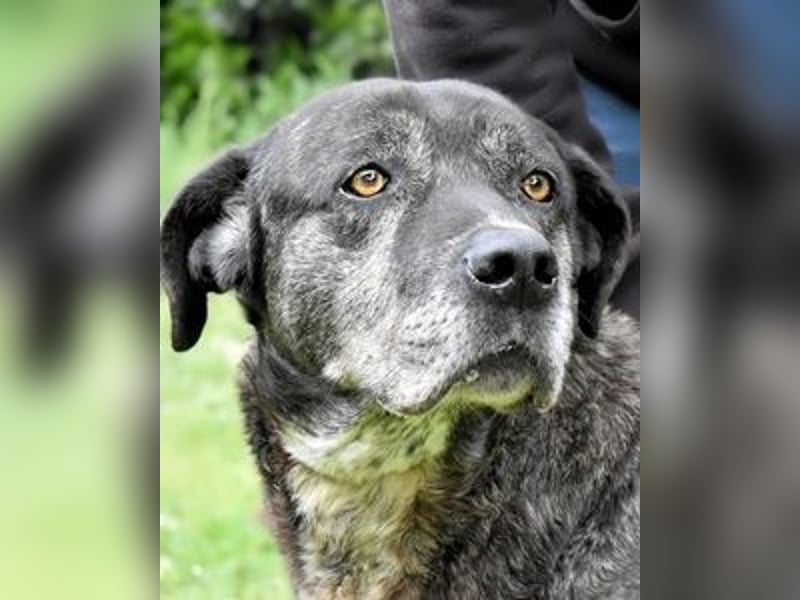 Biggie - Schoßhund im XXXL-Format?