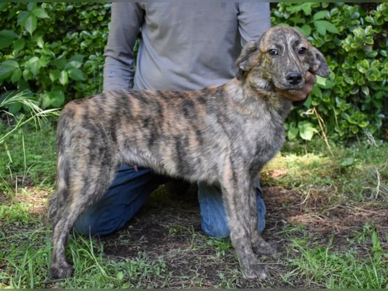 Ulick - Hunde bevorzugt!