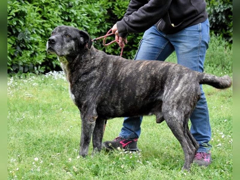 Biggie - Schoßhund im XXXL-Format?