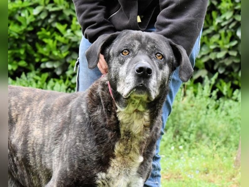 Biggie - Schoßhund im XXXL-Format?
