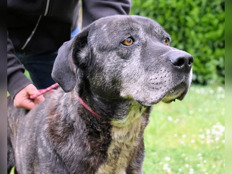 Biggie - Schoßhund im XXXL-Format?