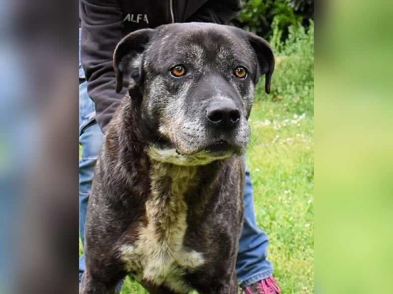 Biggie - Schoßhund im XXXL-Format?