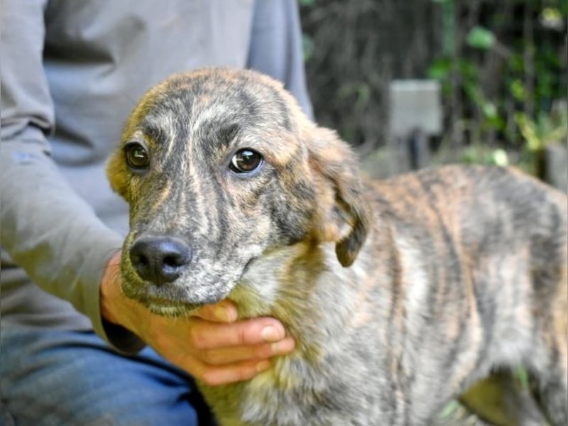 Ulick - Hunde bevorzugt!
