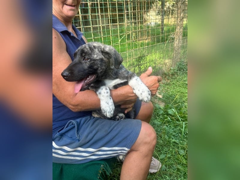Anton - Ist das Glück jetzt zum Greifen nah ?