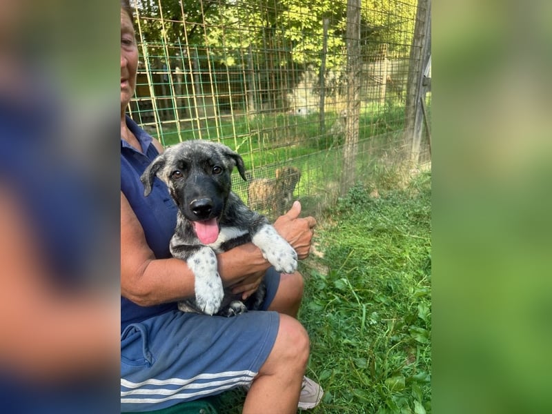 Anton - Ist das Glück jetzt zum Greifen nah ?