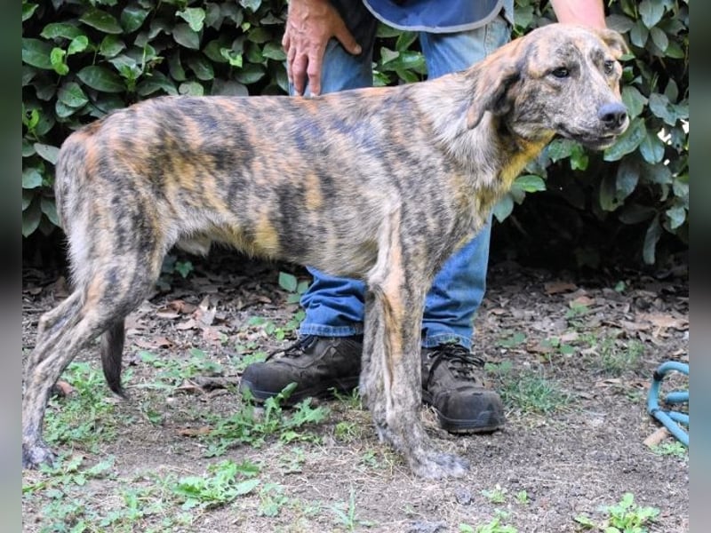 Ulick - Hunde bevorzugt!