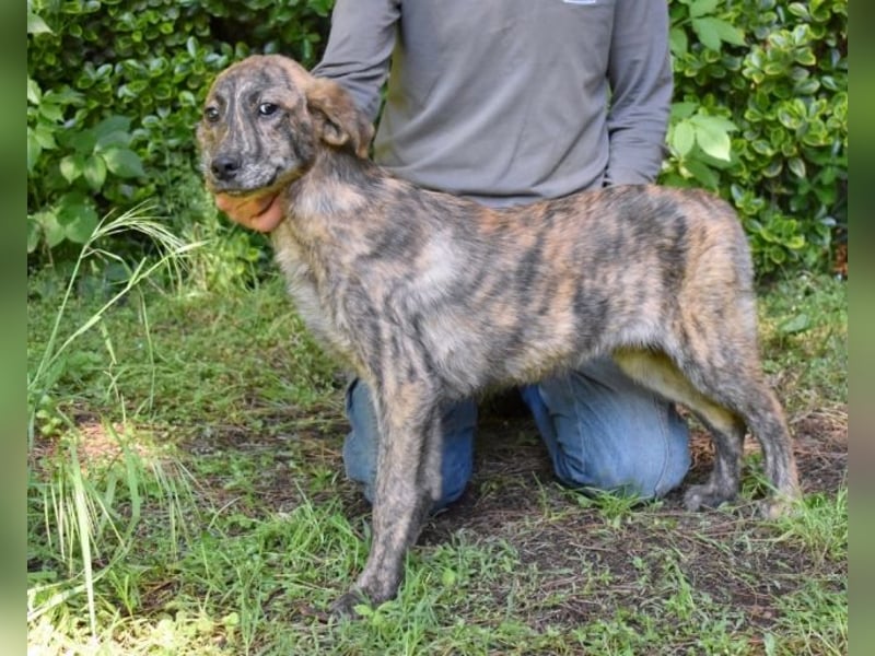 Ulick - Hunde bevorzugt!