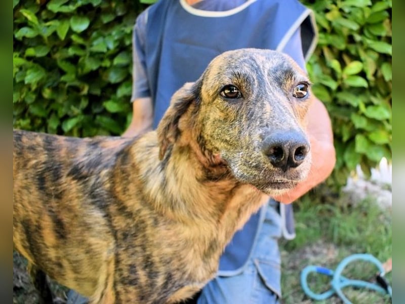 Ulick - Hunde bevorzugt!