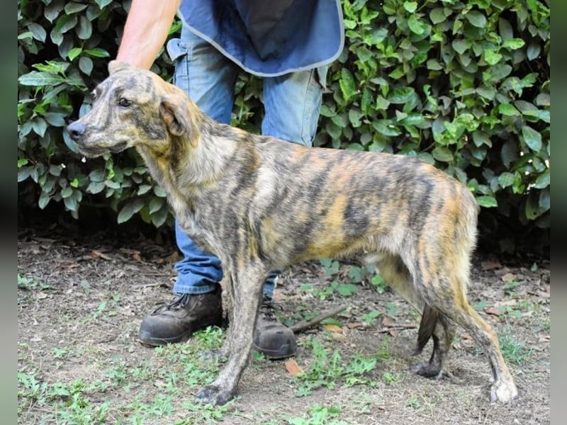 Ulick - Hunde bevorzugt!