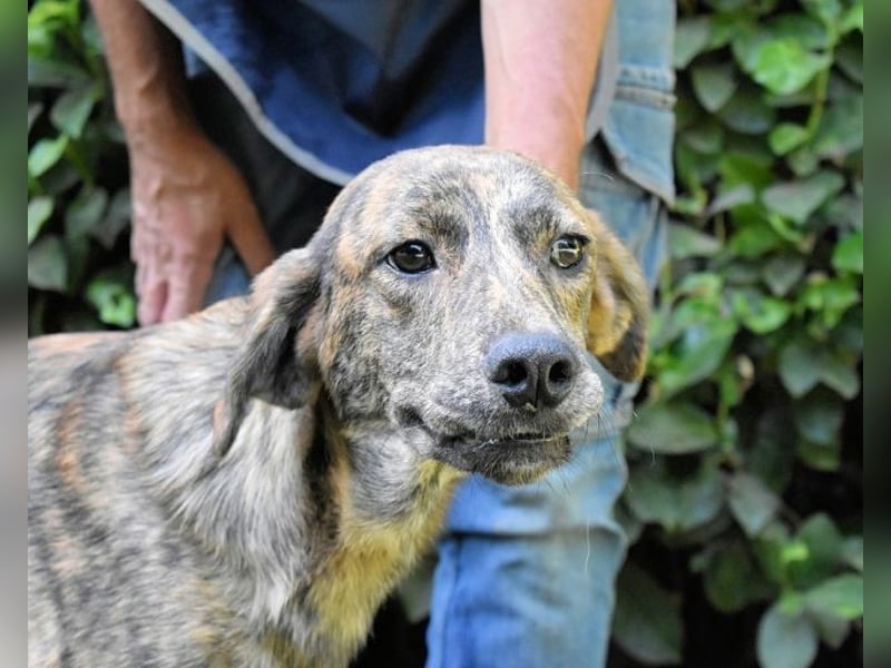 Ulick - Hunde bevorzugt!