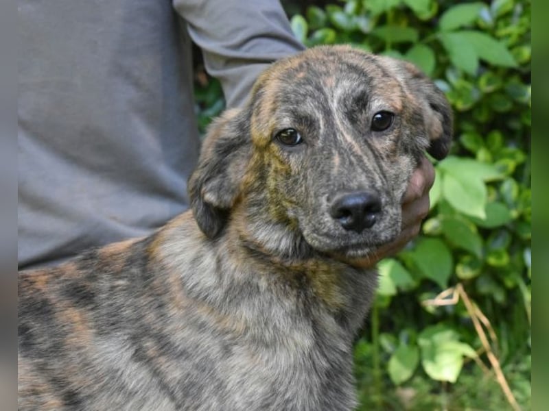 Ulick - Hunde bevorzugt!
