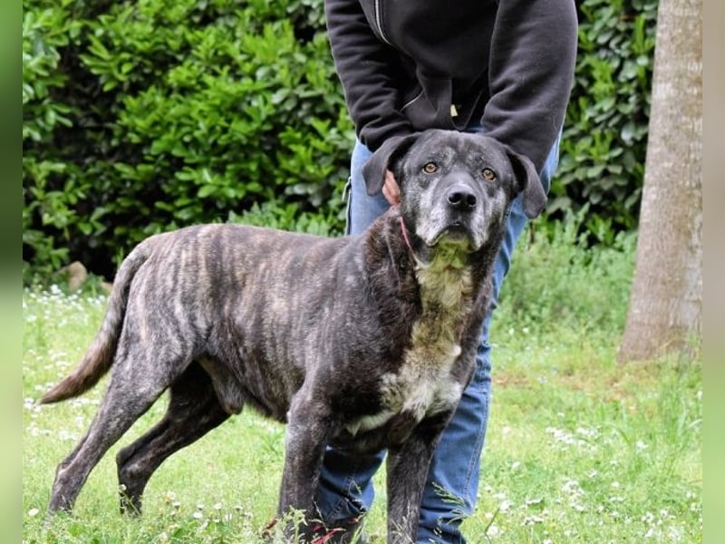 Biggie - Schoßhund im XXXL-Format?