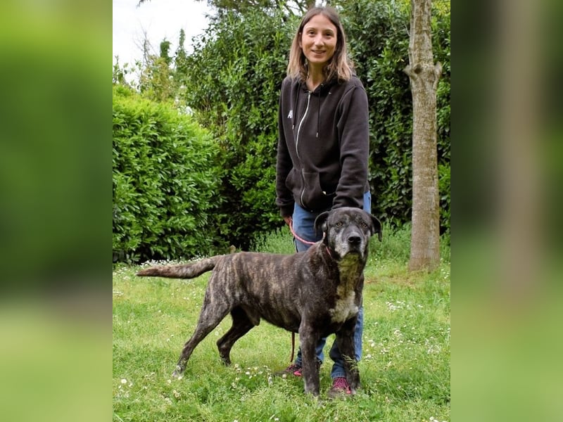 Biggie - Schoßhund im XXXL-Format?