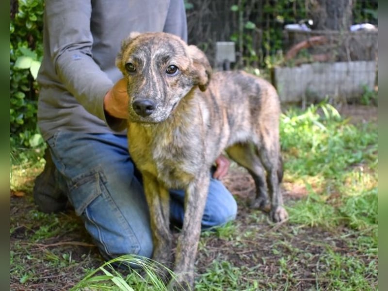 Ulick - Hunde bevorzugt!