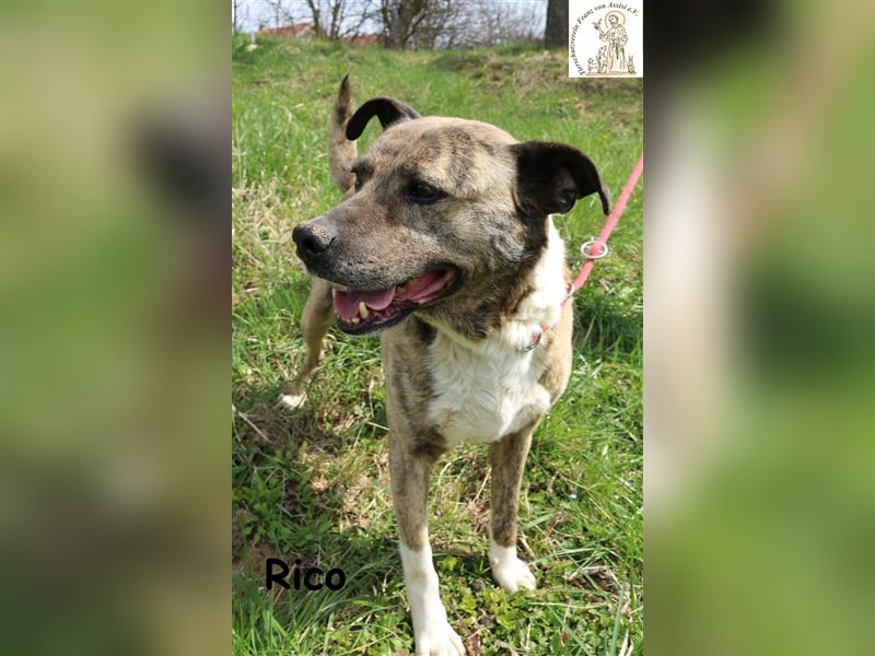 Rico alias der „Familienhund“