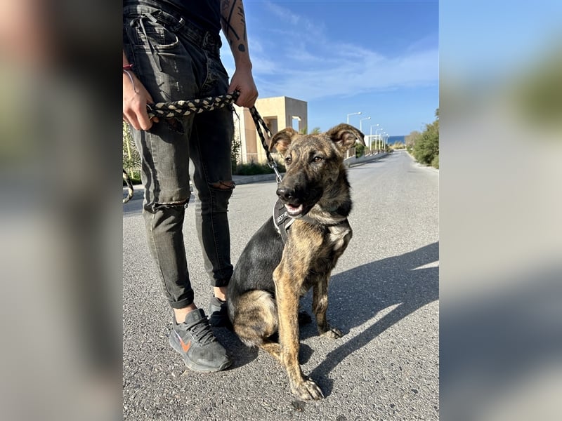 Junghund Fabius sucht Familie
