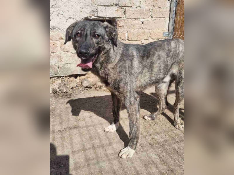 ⭐️ARI⭐️, Rüde, 1 Jahr, 55 cm, Mischling, Tierschutz