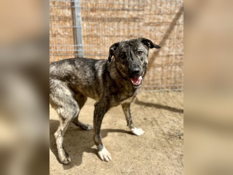 ⭐️ARI⭐️, Rüde, 1,5 Jahre, 55 cm, Mischling, Tierschutz