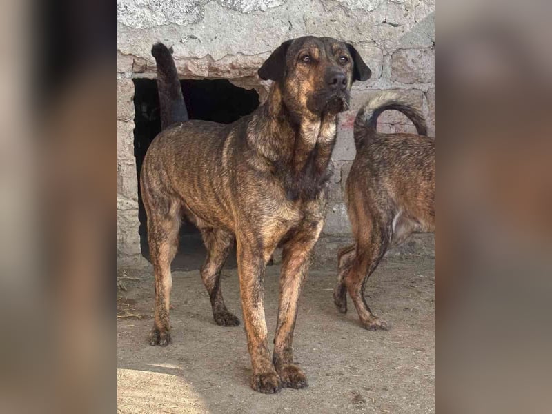 ⭐️ZICO⭐️, Rüde, 2,5 Jahre, 48 cm, Mischling, Tierschutz
