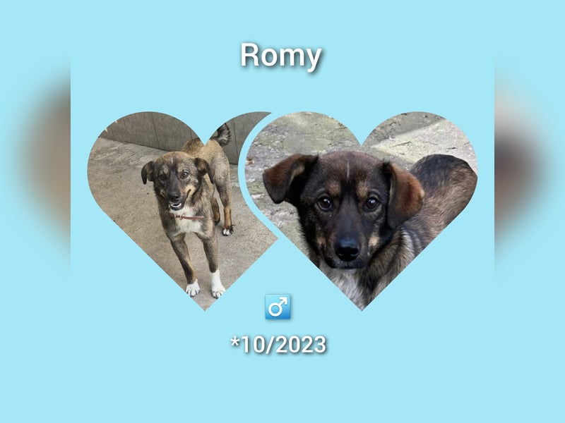 Rüde Romy möchte Rumänien schnell verlassen
