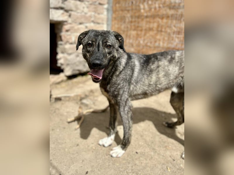 ⭐️ARI⭐️, Rüde, 1,5 Jahre, 55 cm, Mischling, Tierschutz
